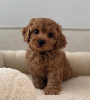 IMG_0870 Blueberry (female)