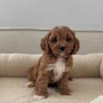 IMG_0876 Kiwi (female)