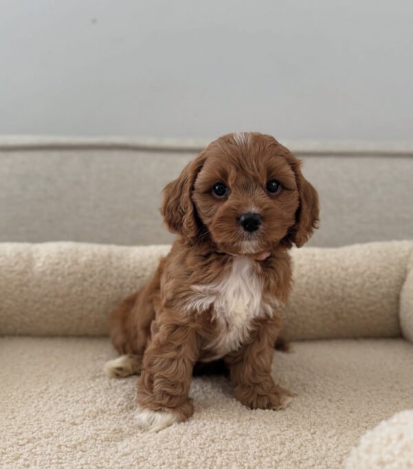 IMG_0876 Kiwi (female)