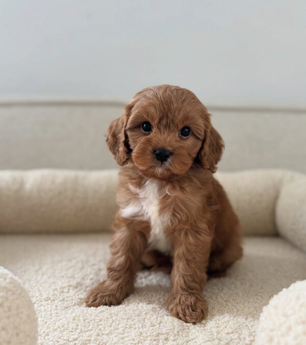 IMG_0874 Pear (male)