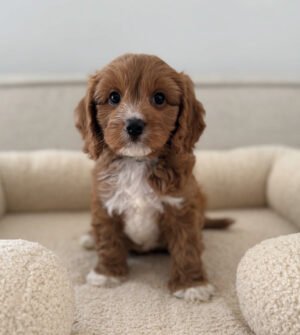 IMG_0872 Mango (female)