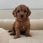 Screenshot Peach (male)