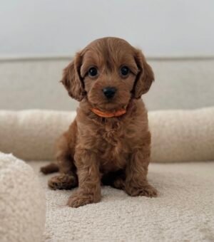 Screenshot Peach (male)